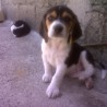 Tefpaio