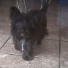 Dixi