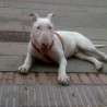 ñengo15