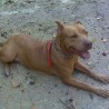 HIDRA