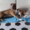lucasboxer