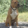 walace
