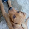 Anaten