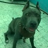 Wuichon