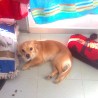 Yolinda