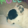 Mollyvi
