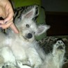 blanconchi