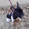 MeryBulldog