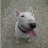 MagicBullTerrier