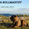 Pedraforcabullmastif