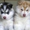 puppiestogo