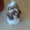 Linamarce