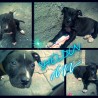 CarlitosRossy