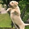 thordog