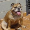 Josute