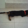 DRAGOMX