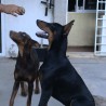 doberviz