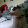 Elodia