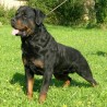 trumba