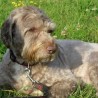 IriaDoggie