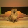 dulcepuffy