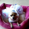dellylaboss