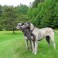 Wolfhound Irlandés