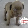 Killer2012