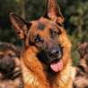 perrunoviejo