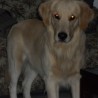 sparkie