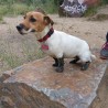 JackRussellFan