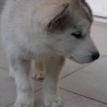 Yuko