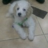 Victorito