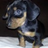 GWINNIE