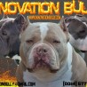 InnovationBully