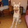 Jucesar