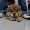 Leonchowchow