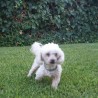 CanicheToy6