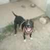maxbullpower