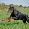 Dobermanpride