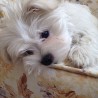 LittleLuna