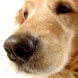 Perros con cinco sentidos