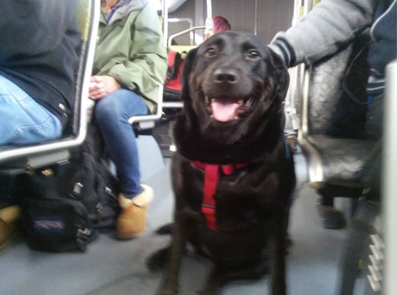 Eclipse: la perra que viaja sola en autobús todos los días para ir a jugar al parque.